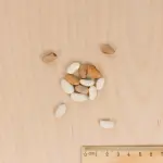 Légumes Secs - Haricot Grimpant en Mélange de Couleurs - 10 m - BIO - MEDIA_3D